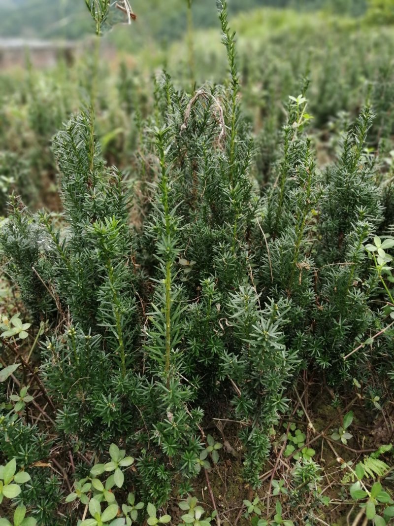 曼地亚红豆杉小苗，地栽盆景苗种植季节
