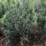 曼地亚红豆杉小苗，地栽盆景苗种植季节
