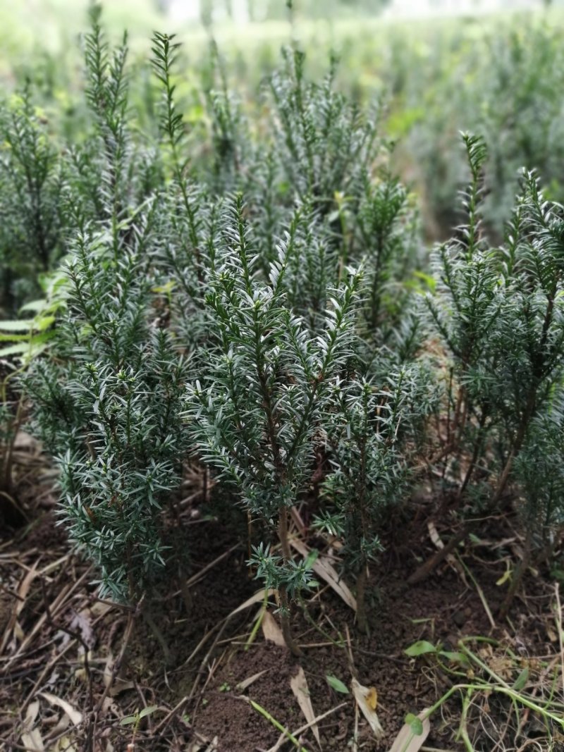 曼地亚红豆杉小苗，地栽盆景苗种植季节