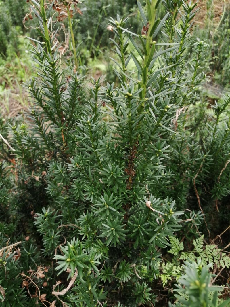 曼地亚红豆杉小苗，地栽盆景苗种植季节