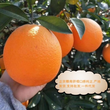 正宗赣南脐橙带叶果支持微商网商10斤装20一件代发