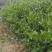 四川眉山出售2公分无核沃柑苗，耙耙柑苗，支持线上交易！