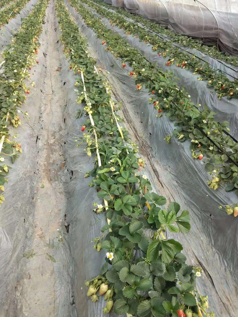 草莓苗，品种齐全品质保证成活率高，大棚可指导技术