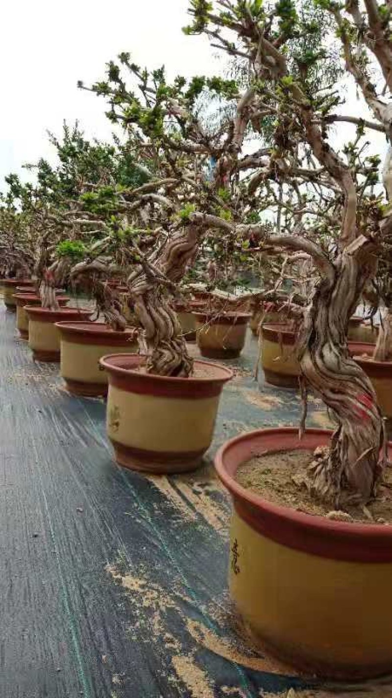 金银花树苗盆栽老桩金银花当年开花树形好南方北方种植庭院室