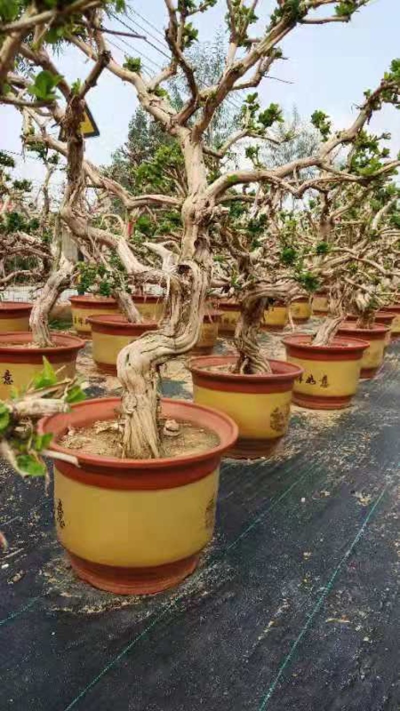 金银花树苗盆栽老桩金银花当年开花树形好南方北方种植庭院室