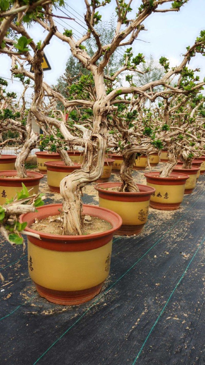金银花树苗盆栽老桩金银花当年开花树形好南方北方种植庭院室