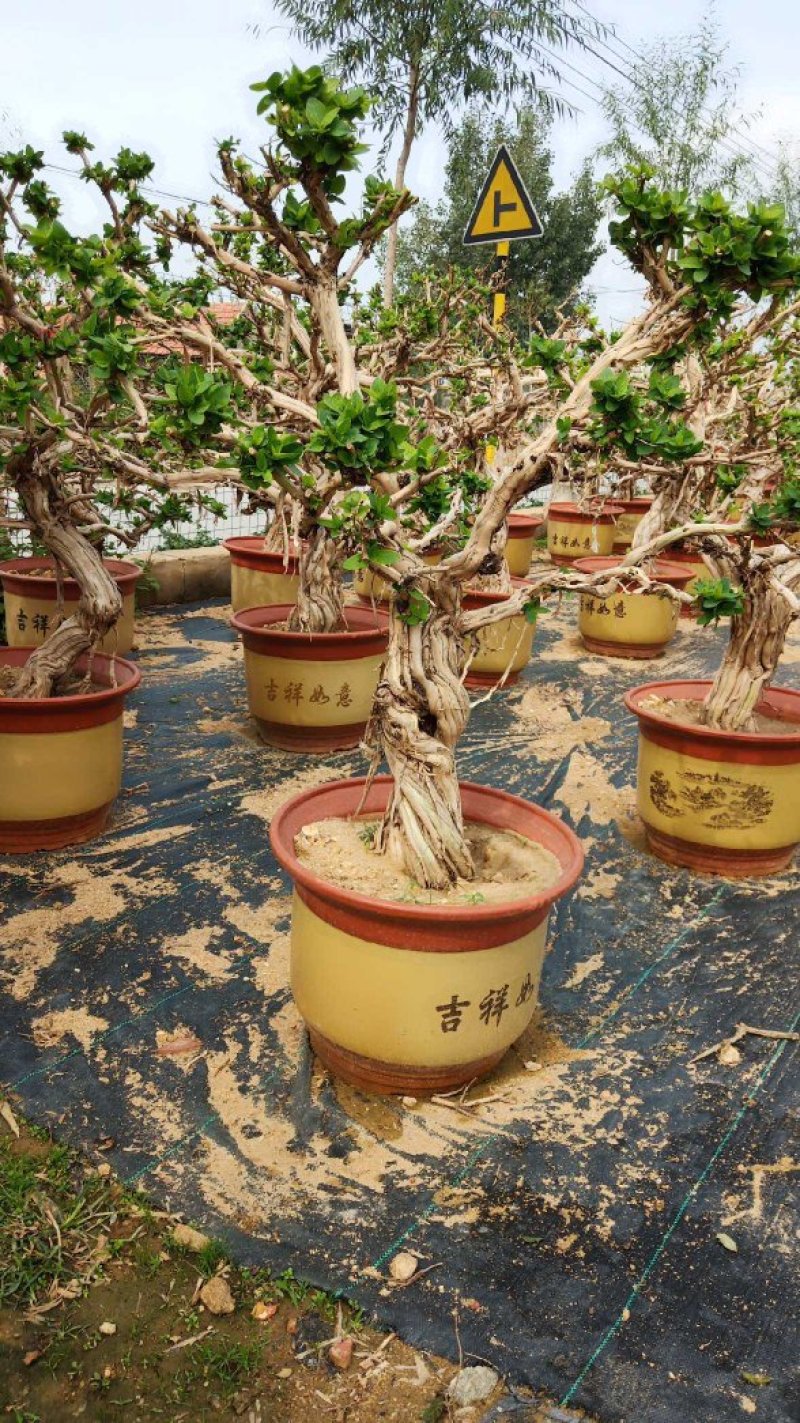 金银花树苗盆栽老桩金银花当年开花树形好南方北方种植庭院室