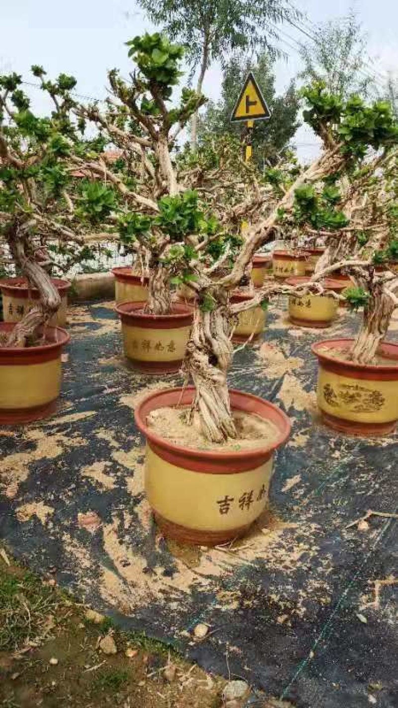 金银花树苗盆栽老桩金银花当年开花树形好南方北方种植庭院室