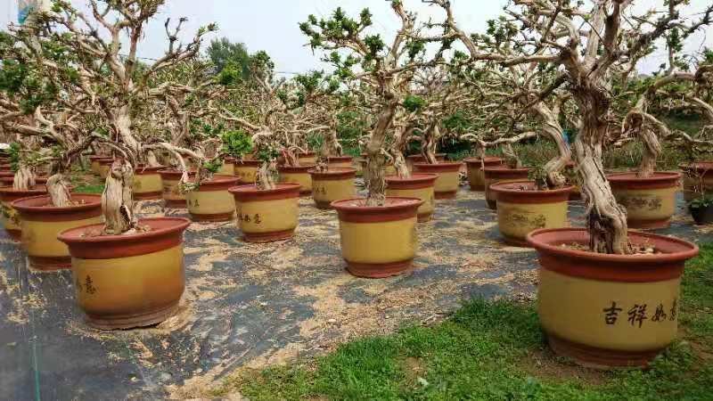 金银花树苗盆栽老桩金银花当年开花树形好南方北方种植庭院室