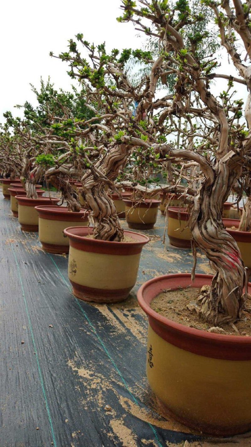 金银花树苗盆栽老桩金银花当年开花树形好南方北方种植庭院室