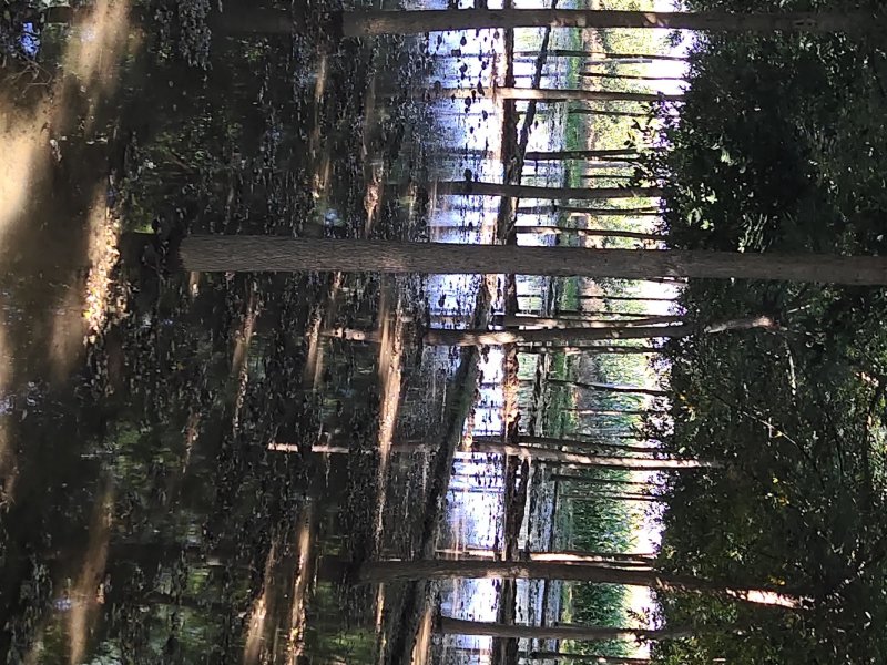 绿化苗木