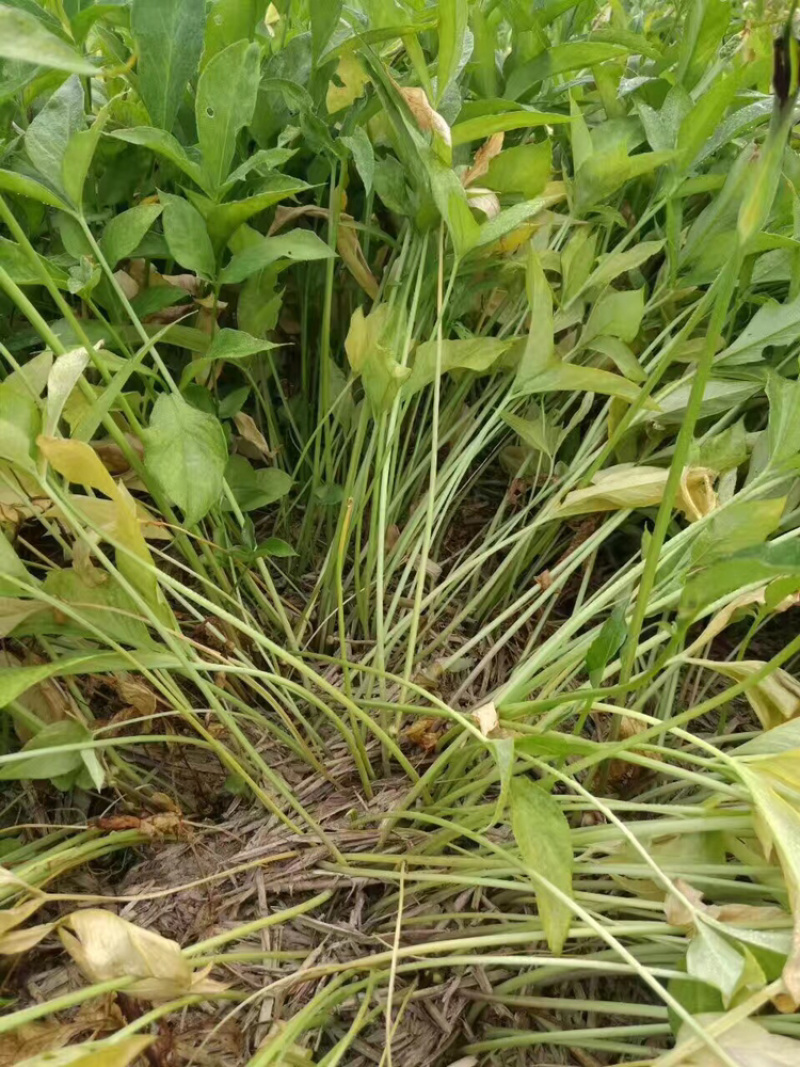 半夏种子，半夏种植专家，半夏种植基地，半夏籽