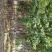 【牛商热卖】基地种植大量供应优品楸树2至18公分