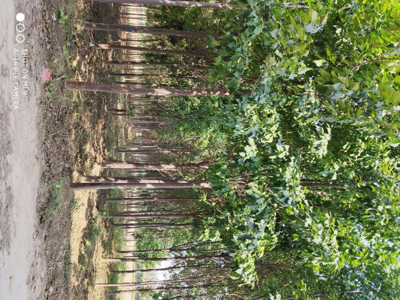 【牛商热卖】基地种植大量供应优品楸树2至18公分