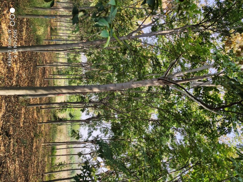 【牛商热卖】基地种植大量供应优品楸树2至18公分