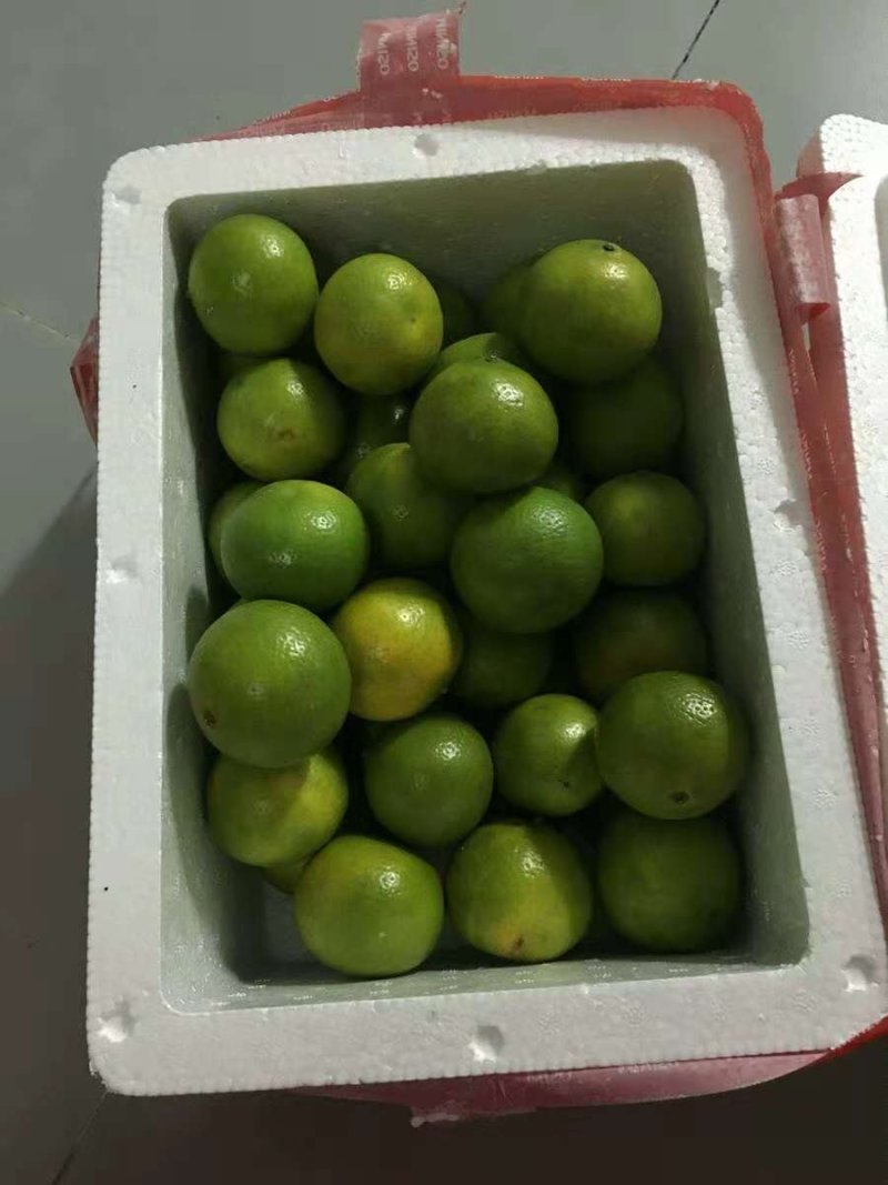 皇帝柑现摘现发产地批发一件代发