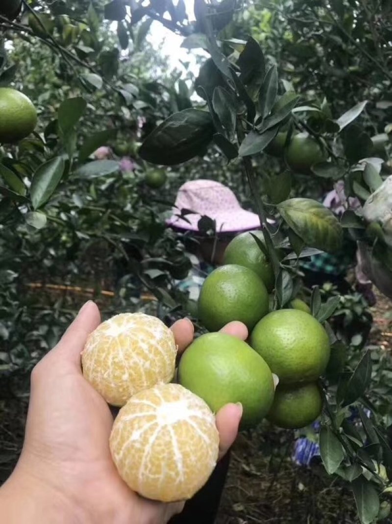 皇帝柑现摘现发产地批发一件代发