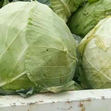 扁包菜