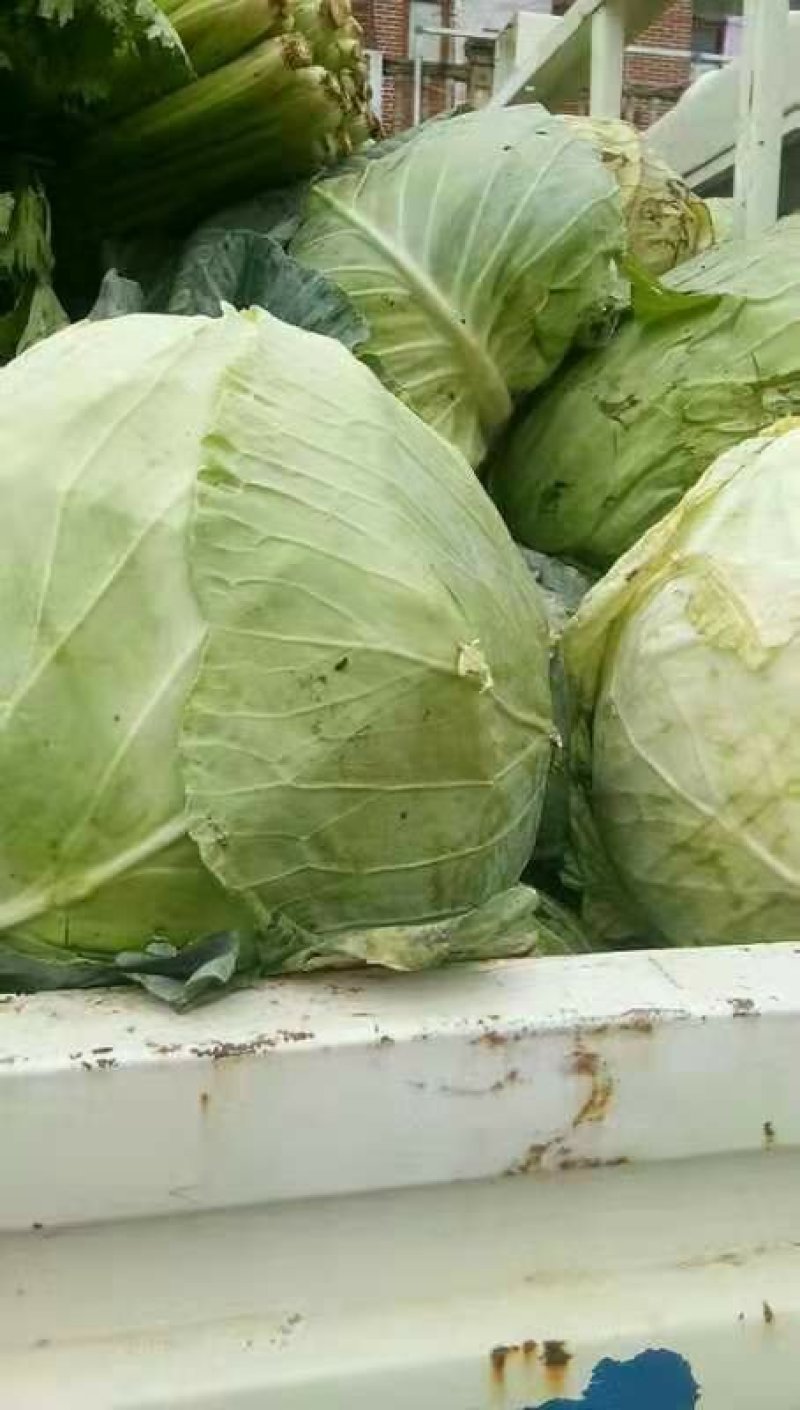 扁包菜