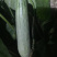 甜瓜苗、嫁接羊角蜜、嫁接绿宝、嫁接博洋9、博洋61、