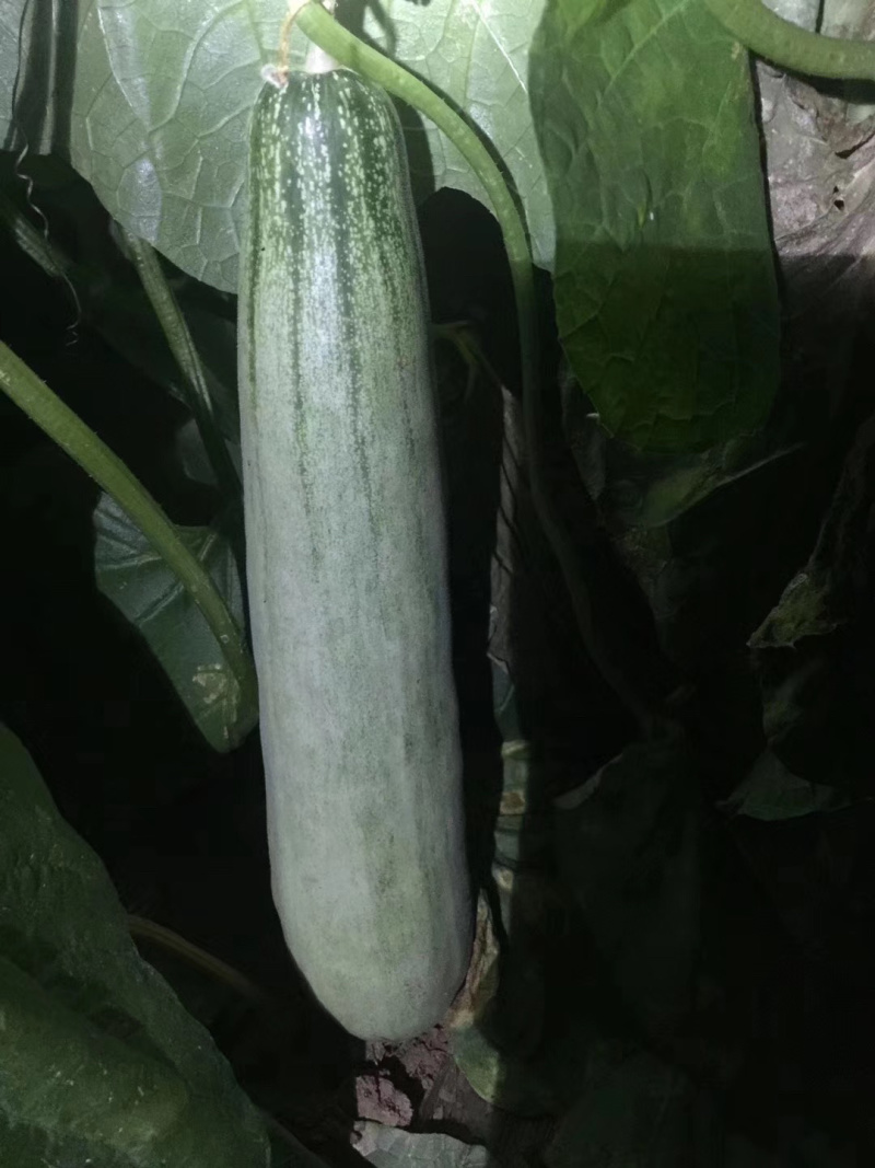 甜瓜苗、嫁接羊角蜜、嫁接绿宝、嫁接博洋9、博洋61、
