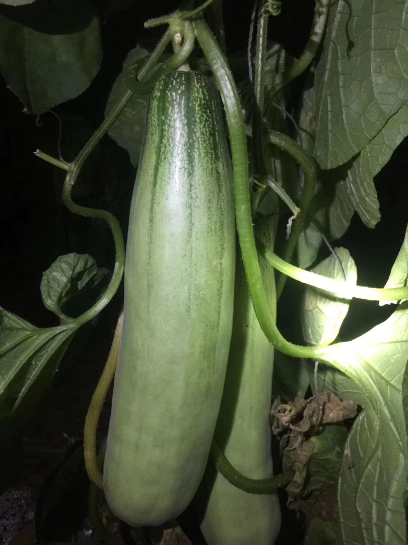 甜瓜苗、嫁接羊角蜜、嫁接绿宝、嫁接博洋9、博洋61、