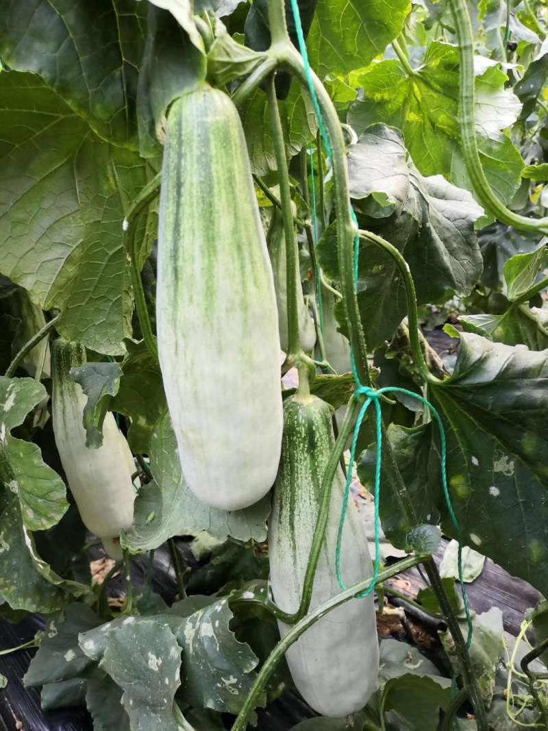 甜瓜苗、嫁接羊角蜜、嫁接绿宝、嫁接博洋9、博洋61、