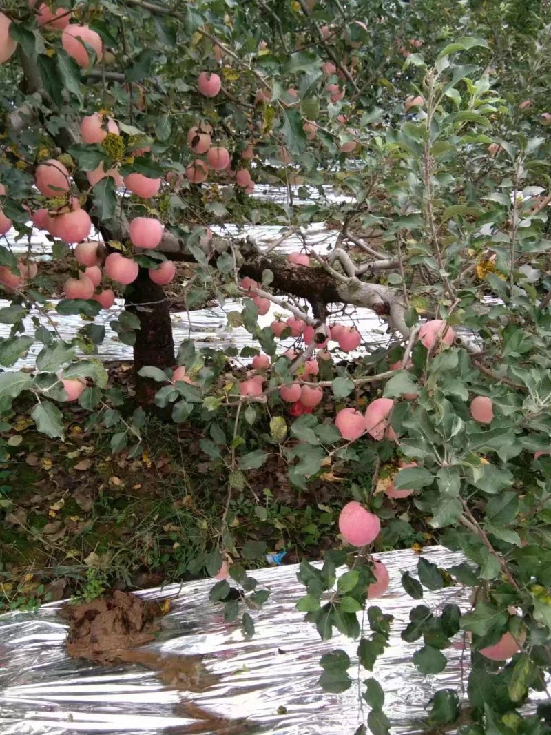 正宗精品洛川红富士苹果