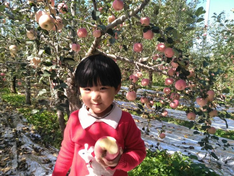 正宗精品洛川红富士苹果