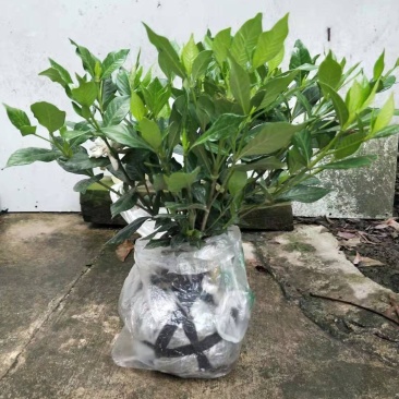 栀子花