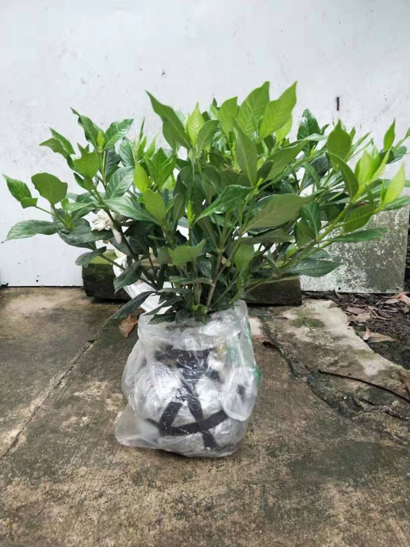 栀子花