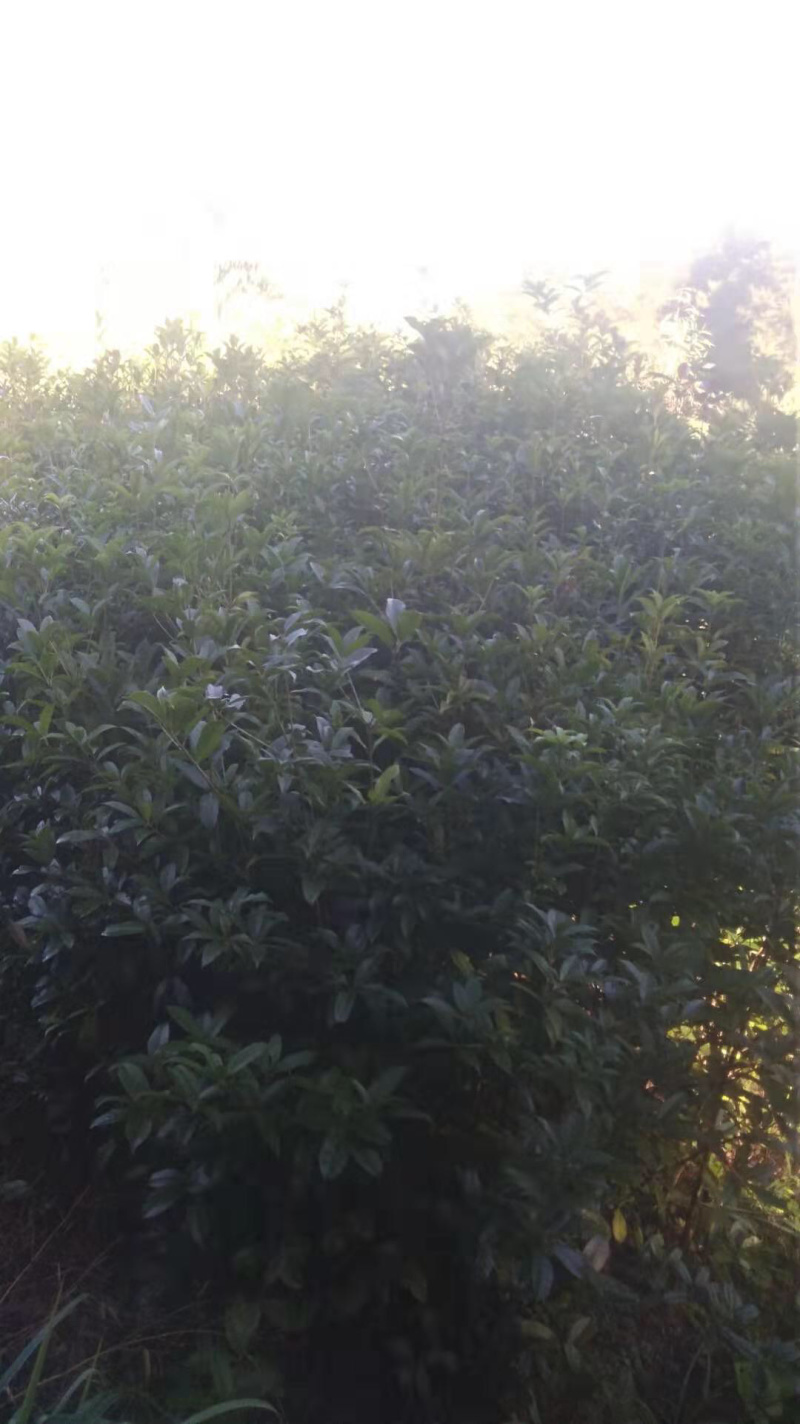 十万株桂花树，大力促销，量大从优！