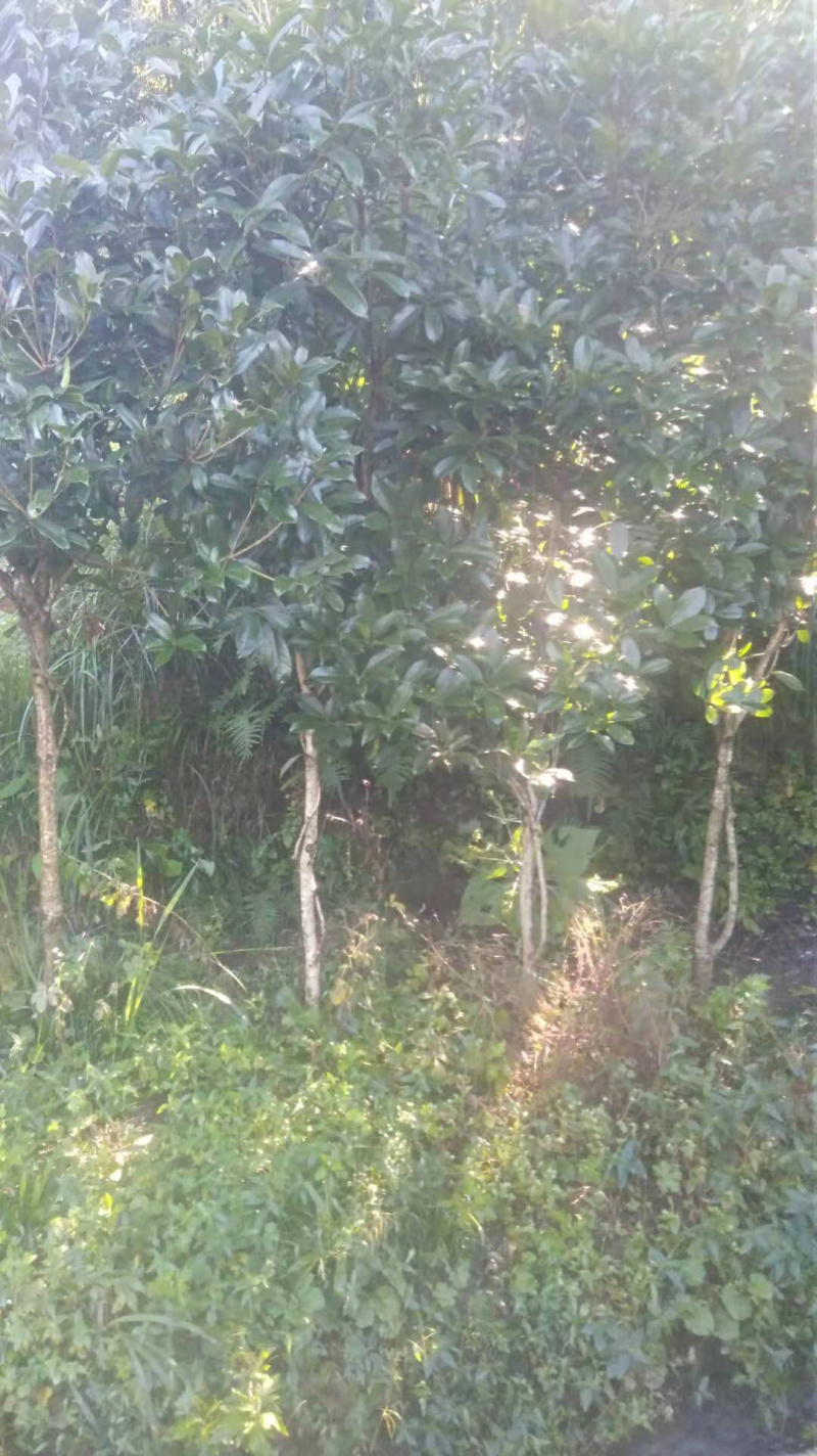 十万株桂花树，大力促销，量大从优！
