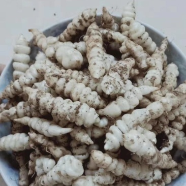 甘肃靖远优质螺丝菜》4cm—纯手工过筛子，精品螺丝菜价优