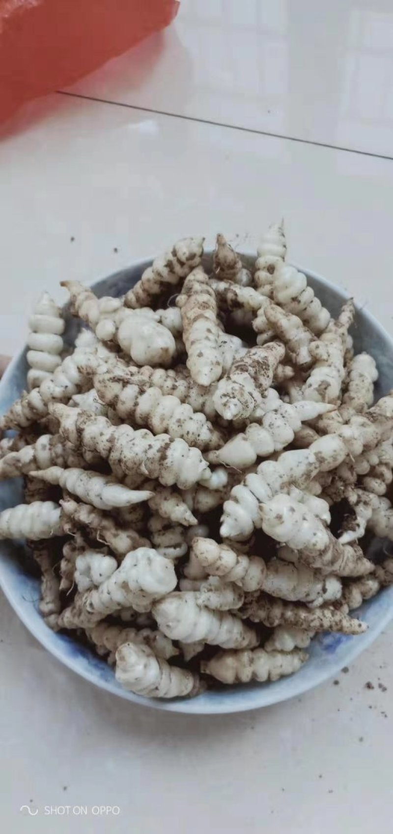 甘肃靖远优质螺丝菜》4cm—纯手工过筛子，精品螺丝菜价优
