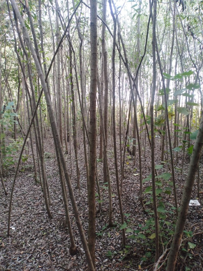柳树直柳竹柳旱柳苗圃金蝉养殖树行道树农村绿化树