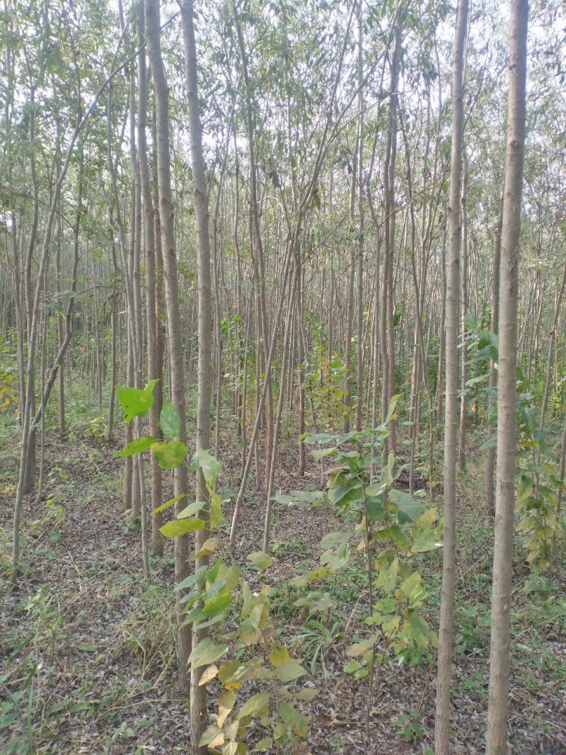 柳树直柳竹柳旱柳苗圃金蝉养殖树行道树农村绿化树