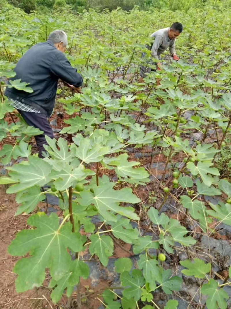 波姬红无花果苗，当年结果，提供技术指导。现挖现发