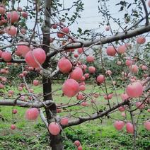 山西运城绛县苹果，红将军苹果大量上市量大，欢迎欢迎