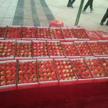 四季红霞草莓