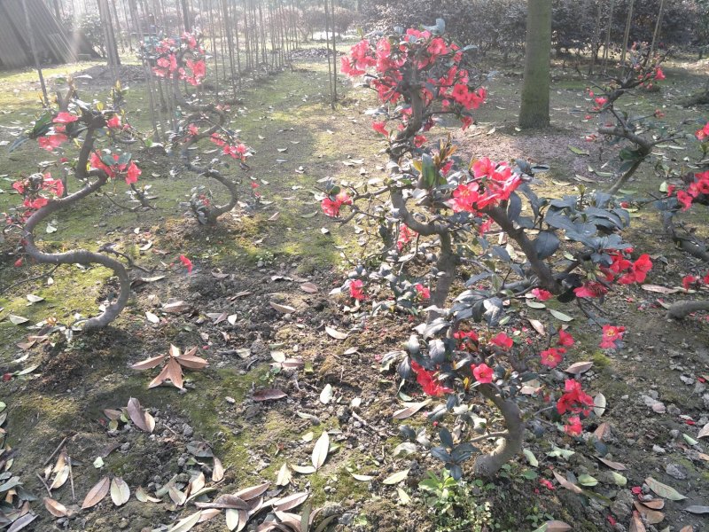 紫薇亭、瓶、牌坊，小叶榕造型，金弹子桩头