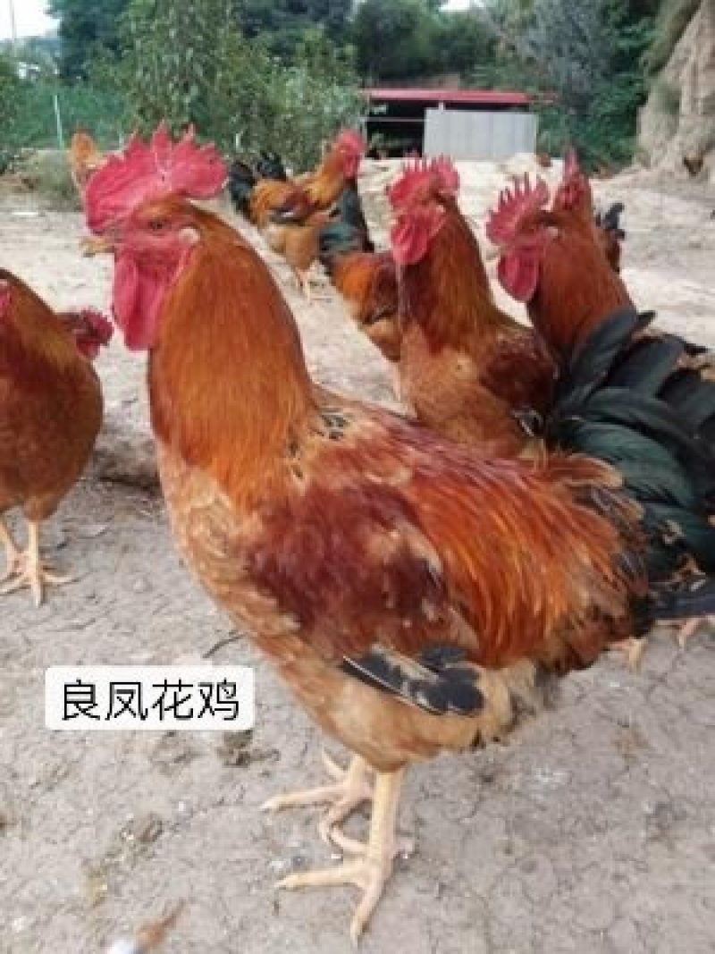 良凤花鸡苗出壳苗快大型