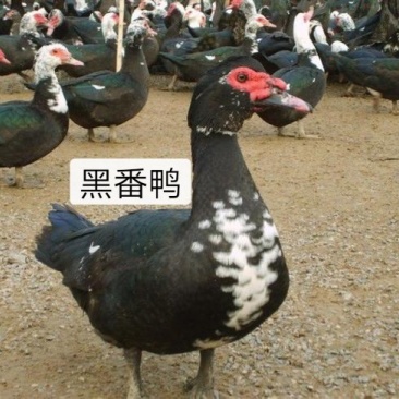 番鸭苗（火鸭、西洋鸭、旱鸭苗）出壳苗