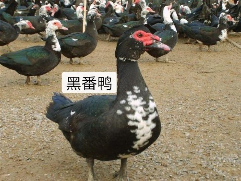 番鸭苗（火鸭、西洋鸭、旱鸭苗）出壳苗