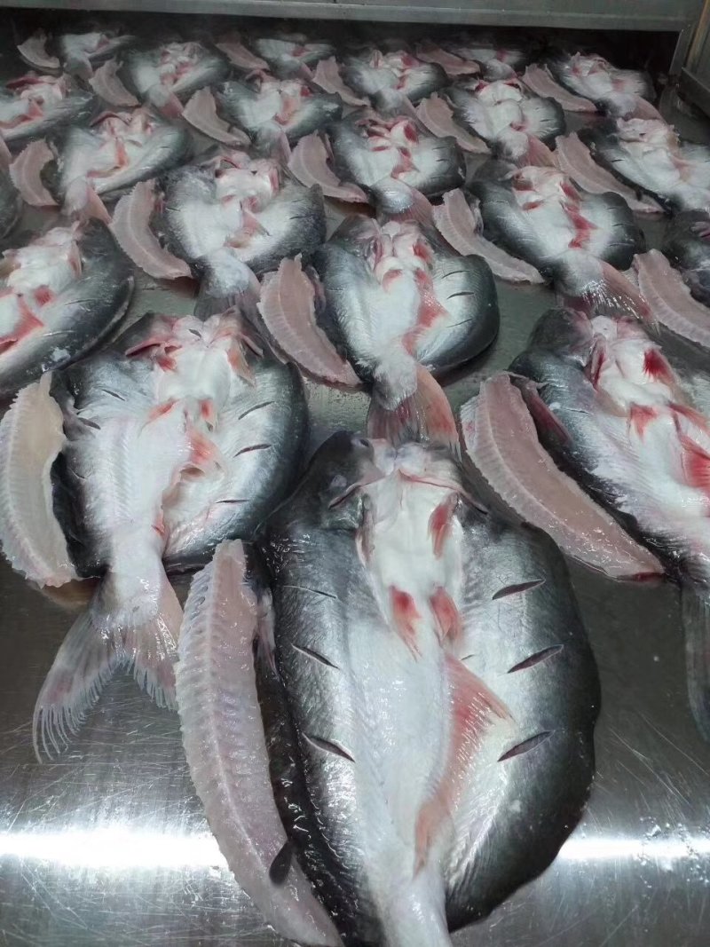 腌制开背巴沙鱼，烤鱼店专供，探鱼同款
