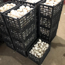 新鲜鹅蛋双黄蛋安徽基地直供质量保证量大价优欢迎订购