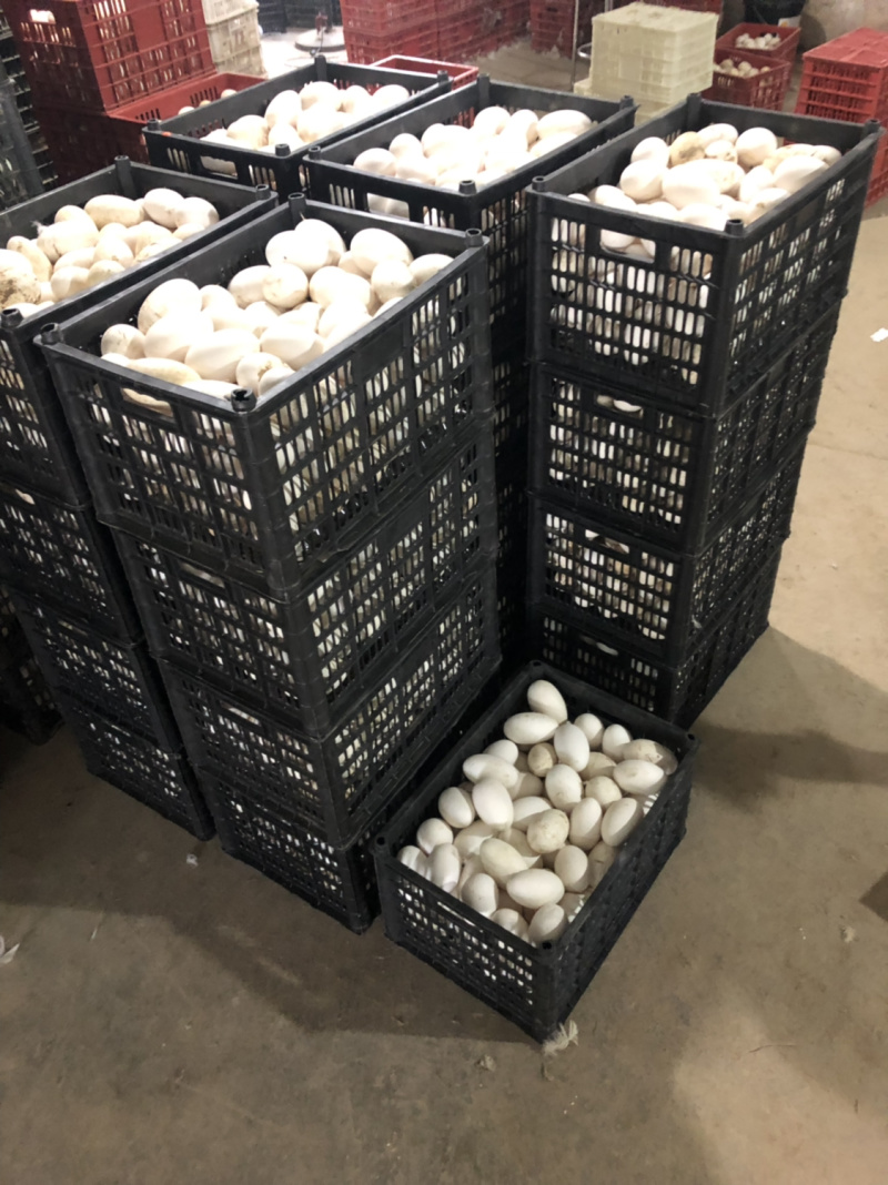 新鲜鹅蛋双黄蛋安徽基地直供质量保证量大价优欢迎订购