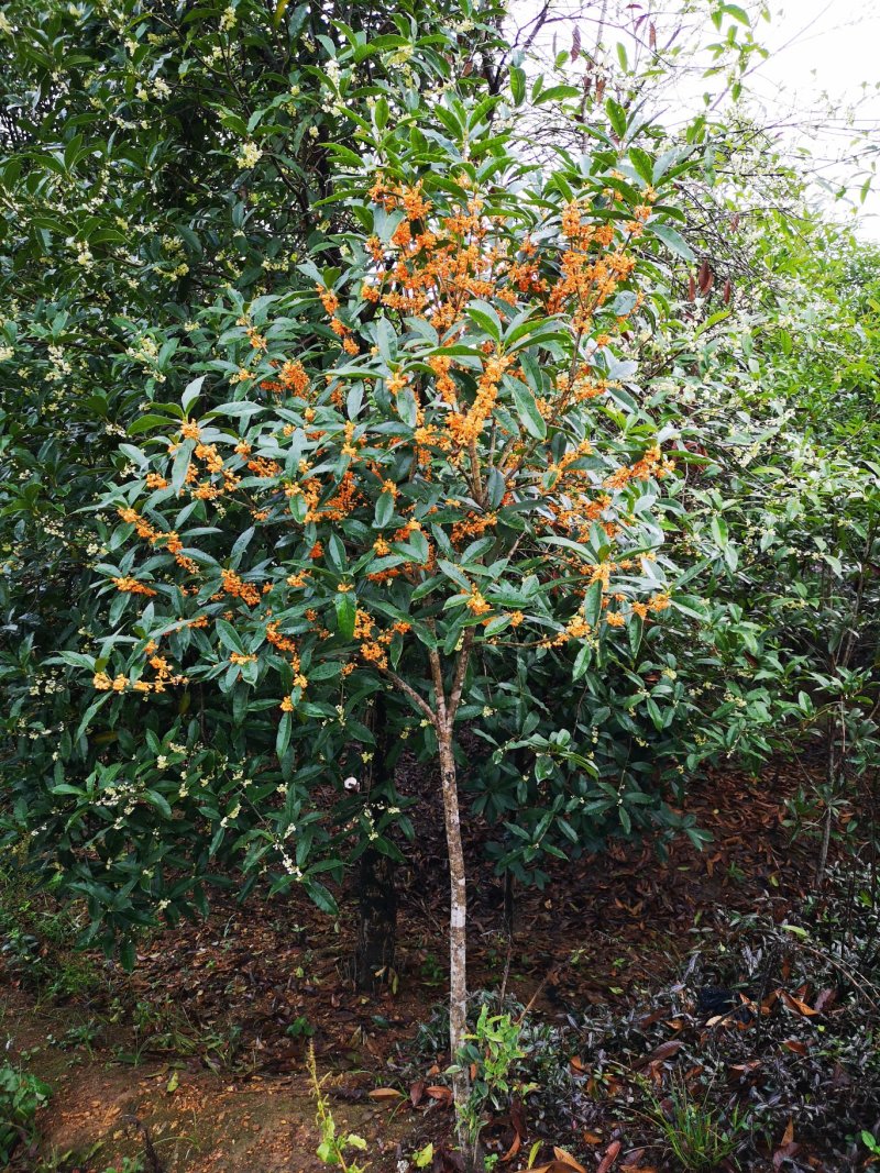 桂花树丹桂丹桂苗血桂红桂状元红桂花苗圃自产自销批发价包邮