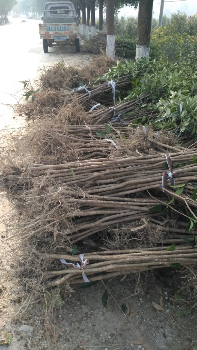 桂花树丹桂丹桂苗血桂红桂状元红桂花苗圃自产自销批发价包邮