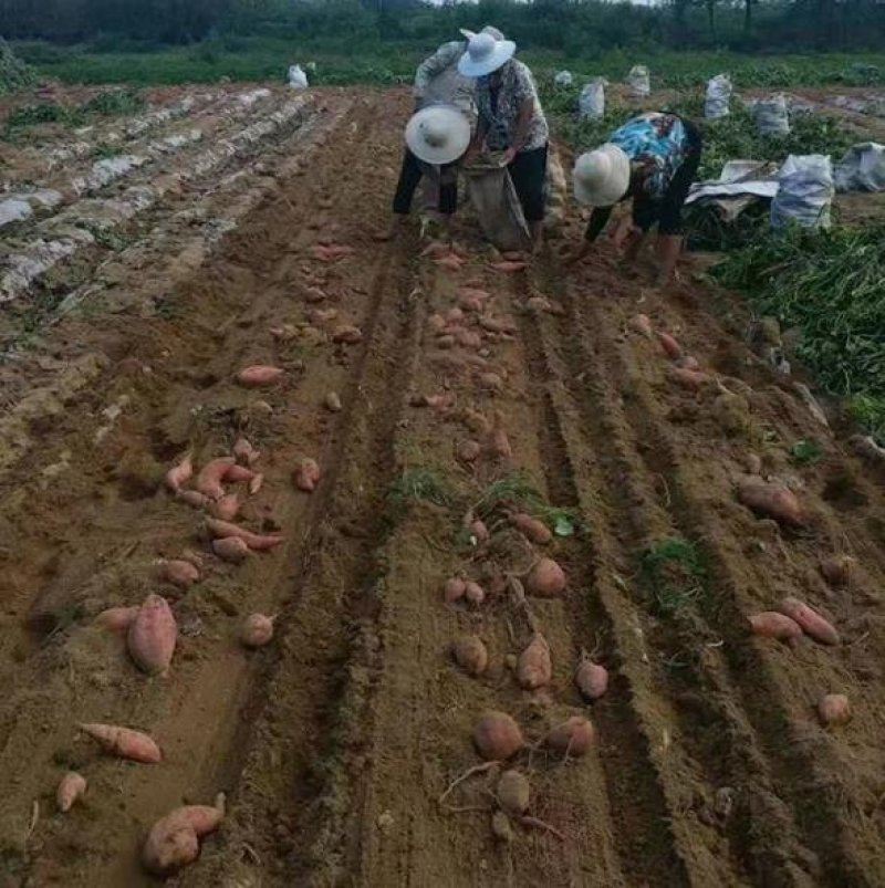 红薯